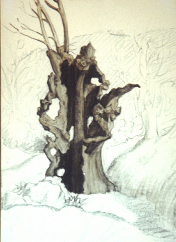 Drawing, pencil with oil glazes on watercolour paper. Old chestnut from the chestnut plantations of the Sierra de Aracena in Spain. 